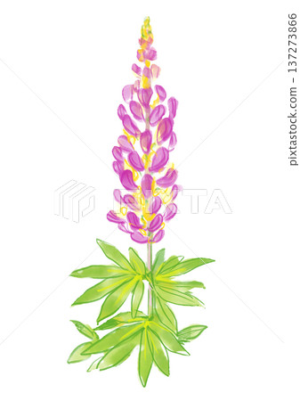 Hand-painted watercolor illustration of blooming lupine flowers 137273866