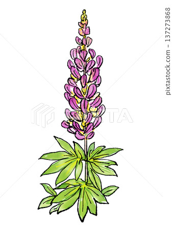 手繪線條水彩插圖，描繪了盛開的魯冰花 137273868