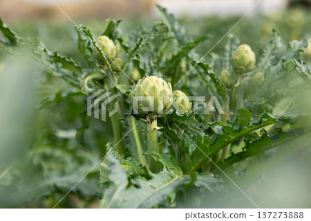 Fresh green artichokes grow in field Fresh green artichokes grow in field 137273888
