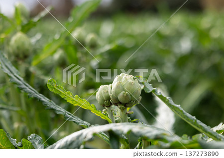 Close up of green artichoke plants on a field Close up of green artichoke plants on a field 137273890