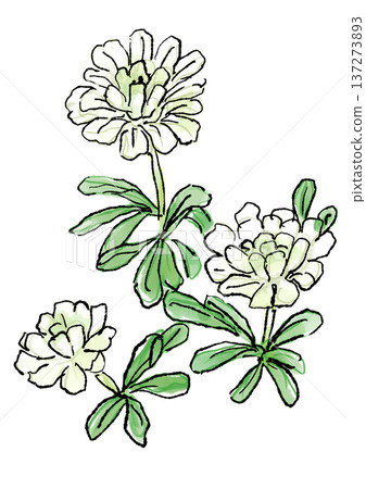 手繪線條水彩插圖，描繪了盛開的伊比利亞花。 137273893