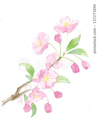 手繪水彩插圖，描繪了盛開的珠芽花 137273894