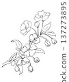 手繪線條畫，描繪盛開的珠花 137273895