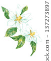 手繪水彩插畫，描繪了盛開的芬芳梔子花。 137273897