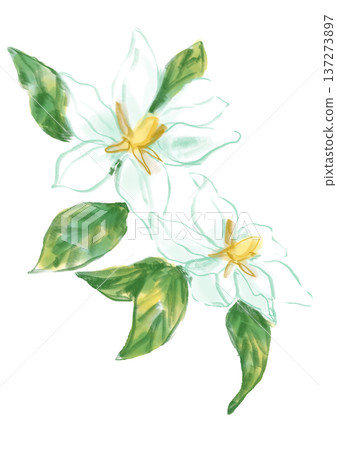 手繪水彩插畫,描繪了盛開的芬芳梔子花。 手繪水彩插畫,描繪了盛開的芬芳梔子花。 137273897