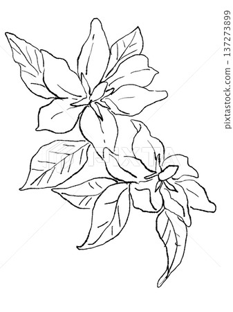手繪線條藝術插圖，描繪了一朵盛開的芬芳梔子花。 137273899