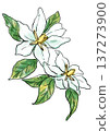 手繪線條水彩插圖，描繪了一朵盛開的芬芳梔子花。 137273900