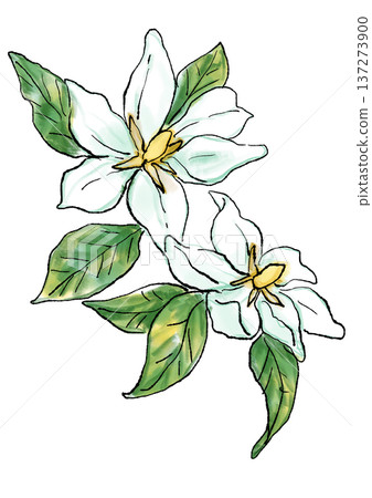 手繪線條水彩插圖，描繪了一朵盛開的芬芳梔子花。 137273900