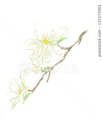 手繪水彩插畫，描繪了盛開的玉蘭花。 137273901