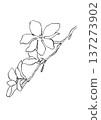 手繪線條畫，描繪了盛開的玉蘭花。 137273902