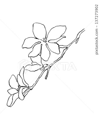 手繪線條畫，描繪了盛開的玉蘭花。 137273902