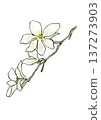 手繪線條水彩插圖，描繪了盛開的玉蘭花。 137273903