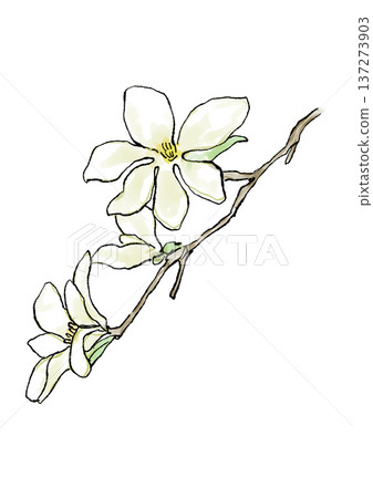Hand drawn line and watercolor illustration of blooming Magnolia flowers Hand drawn line and watercolor illustration of blooming Magnolia flowers 137273903