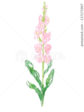 手繪水彩插圖，描繪了一朵盛開的重瓣紫羅蘭花 137273907