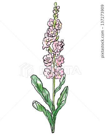 手繪線條和水彩插圖，描繪了一朵盛開的重瓣紫羅蘭花。 137273909