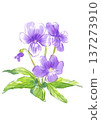 手繪水彩插圖，描繪了盛開的紫羅蘭 137273910