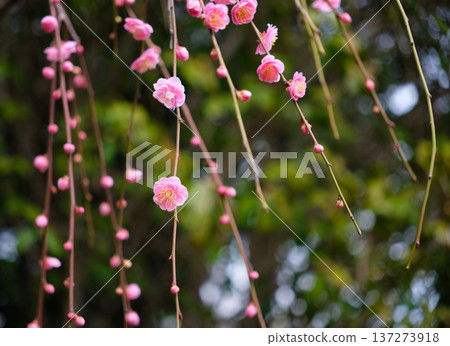 須磨利休公園的垂枝梅花 須磨利休公園的垂枝梅花 137273918