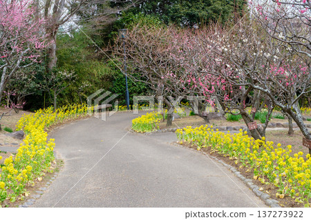 神戶須磨離休公園內,一條步道穿過油菜花和白梅花盛開的梅林。 神戶須磨離休公園內,一條步道穿過油菜花和白梅花盛開的梅林。 137273922