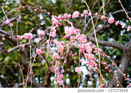 神戶須磨利休公園梅樹林中盛開的垂枝梅花 137273938