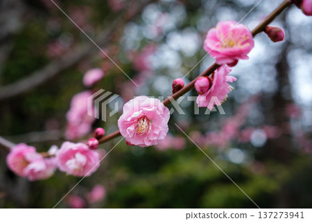 在神戶須磨Rikyu公園的梅樹林裡盛開的紅李子 在神戶須磨Rikyu公園的梅樹林裡盛開的紅李子 137273941
