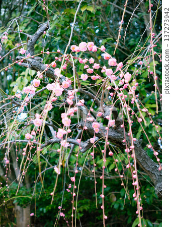 神戶須磨利休公園梅樹林中盛開的垂枝梅花 神戶須磨利休公園梅樹林中盛開的垂枝梅花 137273942