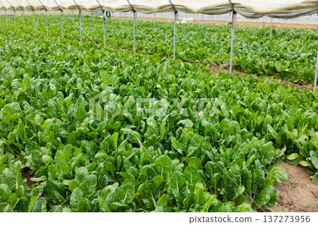 Rows of swiss chard growing in field Rows of swiss chard growing in field 137273956