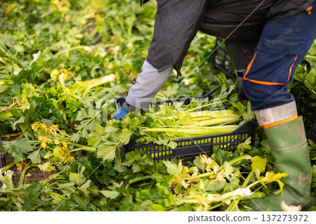 Close up of worker hands putting fresh celery into plastic crates Close up of worker hands putting fresh celery into plastic crates 137273972
