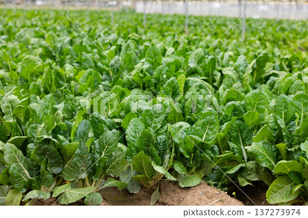 Close up of green leafy chard in a greenhouse Close up of green leafy chard in a greenhouse 137273974