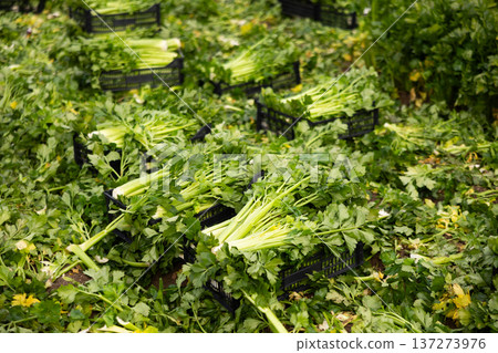 Crates full of celery on vegetable field. Celery harvesting Crates full of celery on vegetable field. Celery harvesting 137273976