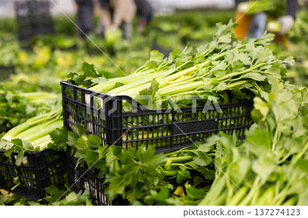 Plastic box filled with freshly picked celery on field plantation Plastic box filled with freshly picked celery on field plantation 137274123