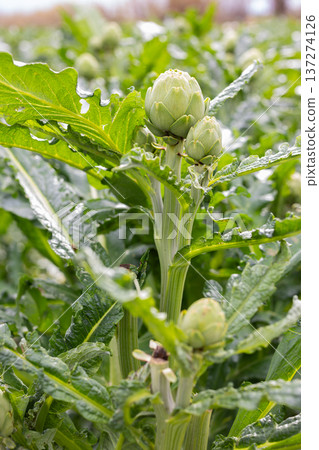 Close up artichoke plant with ripe bud, open space growing Close up artichoke plant with ripe bud, open space growing 137274126
