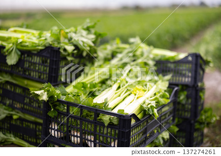 Plastic box filled with freshly picked celery on field plantation Plastic box filled with freshly picked celery on field plantation 137274261