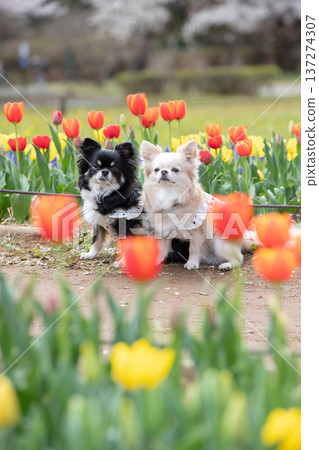 Spring portrait of a chihuahua with tulips 137274307