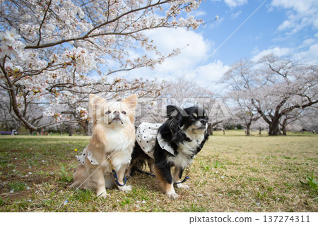 Spring scenery with cherry blossoms in full bloom and two Chihuahuas 137274311