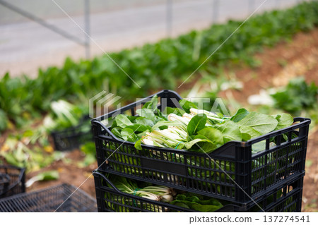 Chard shoot greens are neatly stacked in plastic boxes Chard shoot greens are neatly stacked in plastic boxes 137274541