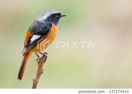 A male Daurian redstart resting on a twig in early spring A male Daurian redstart resting on a twig in early spring 137274542