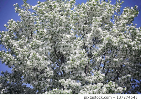 Single-leaf jasmine: Flowers that bloom as if covered in snow Single-leaf jasmine: Flowers that bloom as if covered in snow 137274543