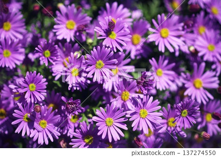 Plachycum crimson-purple flowers Plachycum crimson-purple flowers 137274550