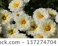 Double small chrysanthemum flower 137274704