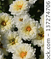 Double small chrysanthemum flower 137274706