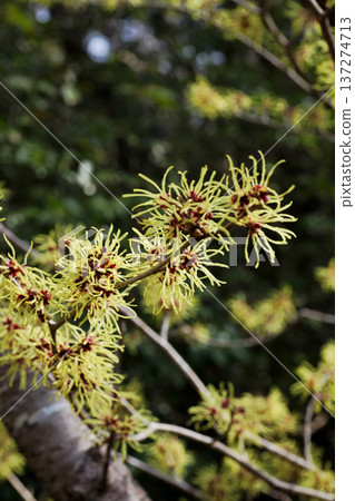 金縷梅花 金縷梅花 137274713