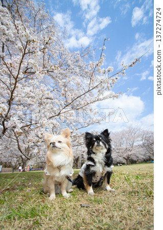 春日美景，櫻花盛開，藍天白雲，還有兩隻吉娃娃犬。 137274724