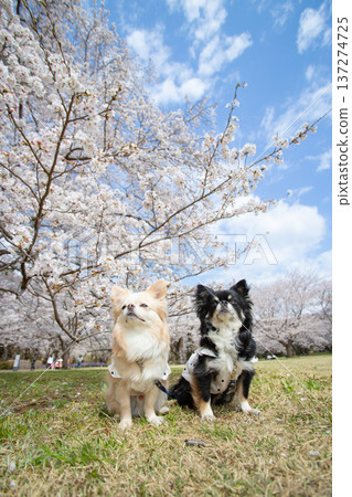 春日里，一隻吉娃娃犬在藍天和盛開的櫻花映襯下，構成了一幅美麗的肖像。 137274725