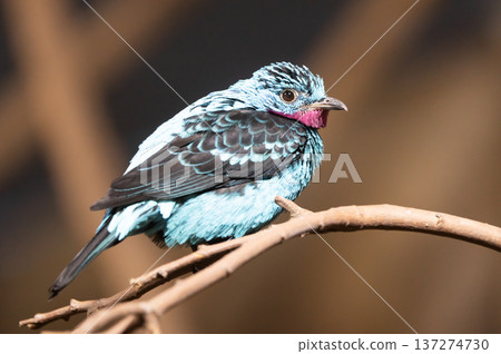 Vibrant spangled cotinga bird perched on branch in lush green rainforest environment closeup 137274730