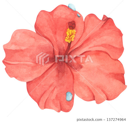 Red Hibiscus Flower with Water Droplets. Watercolor illustration. Red Hibiscus Flower with Water Droplets. Watercolor illustration. 137274964