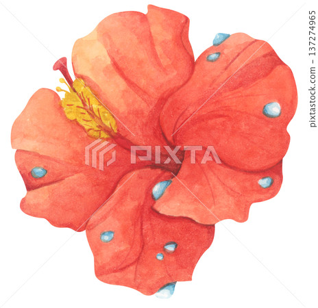Red Hibiscus Flower with Water Droplets. Watercolor illustration. Red Hibiscus Flower with Water Droplets. Watercolor illustration. 137274965