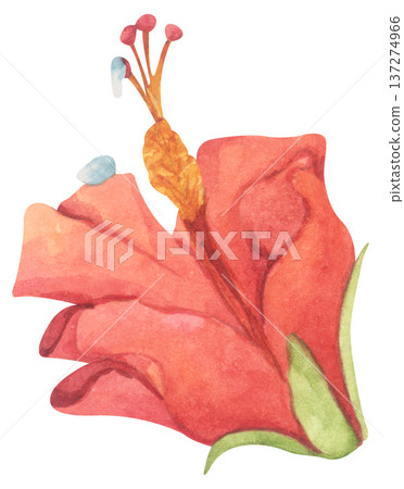 Red Hibiscus Flower with Water Droplets. Watercolor illustration. Red Hibiscus Flower with Water Droplets. Watercolor illustration. 137274966