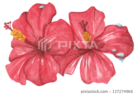 Red Hibiscus Flower with Water Droplets. Watercolor illustration. Red Hibiscus Flower with Water Droplets. Watercolor illustration. 137274968