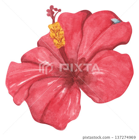 Red Hibiscus Flower with Water Droplets. Watercolor illustration. Red Hibiscus Flower with Water Droplets. Watercolor illustration. 137274969
