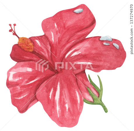 Red Hibiscus Flower with Water Droplets. Watercolor illustration. Red Hibiscus Flower with Water Droplets. Watercolor illustration. 137274970